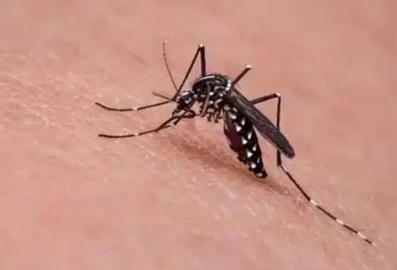 伊蚊防治 伊蚊防治